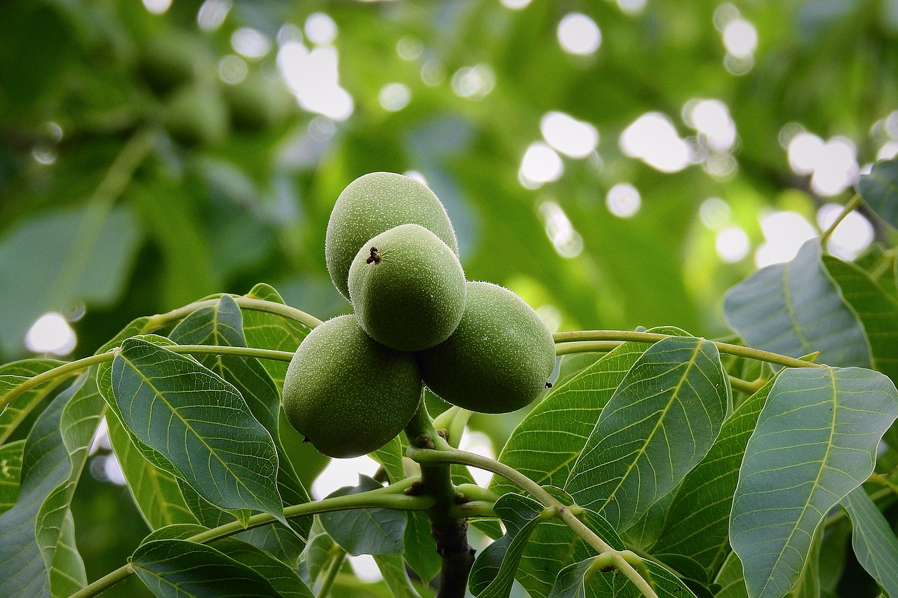 green walnuts on the tree