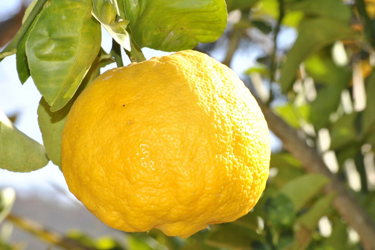 Lemon on the tree