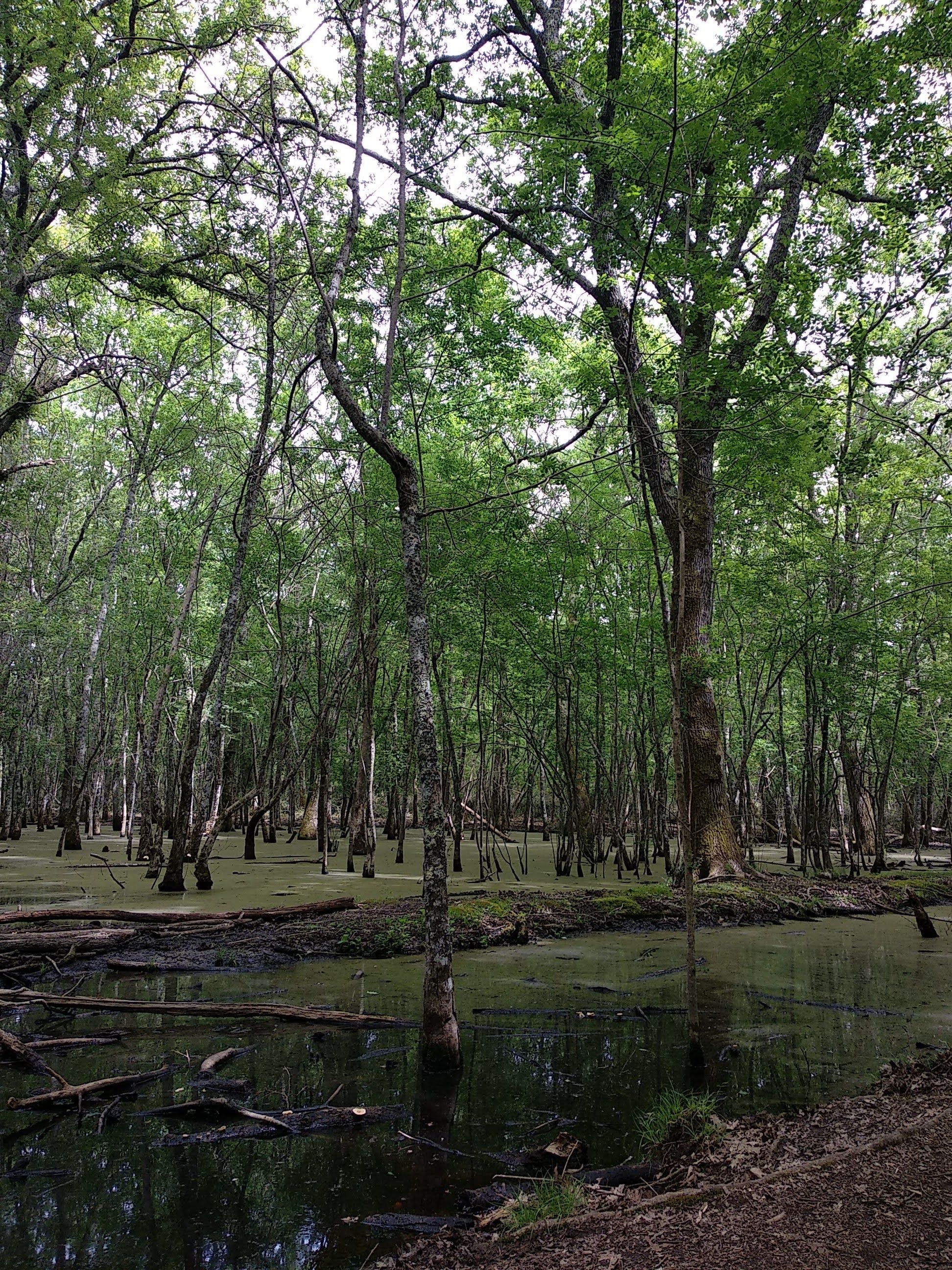 circeo national park forest