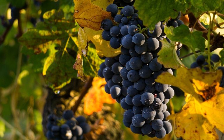 red grapes 20 italian red wines