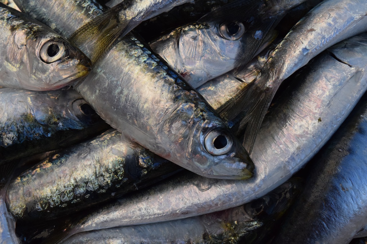 Fresh sardines